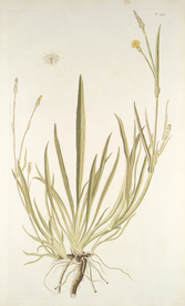 精美绘画草本植物图谱