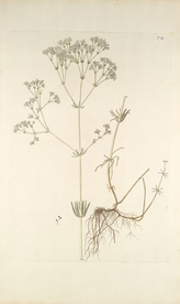 精美绘画草本植物图谱