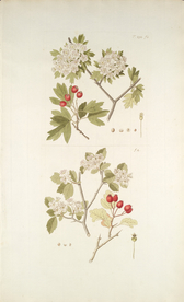 精美绘画草本植物图谱