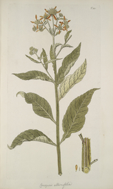 精美绘画草本植物图谱