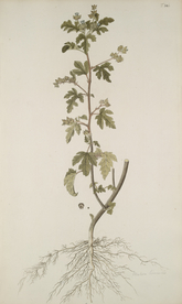 精美绘画草本植物图谱