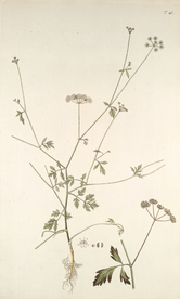 精美绘画草本植物图谱