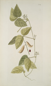 精美绘画草本植物图谱