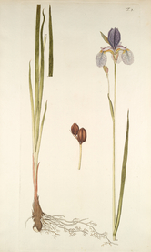 精美绘画草本植物图谱