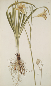 精美绘画草本植物图谱