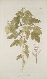 精美绘画草本植物图谱