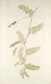 精美绘画草本植物图谱