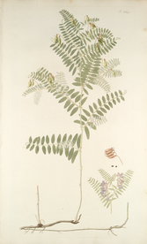 精美绘画草本植物图谱