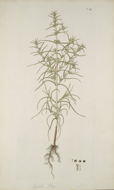 精美绘画草本植物图谱