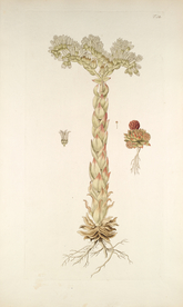 精美绘画草本植物图谱