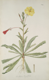 精美绘画草本植物图谱