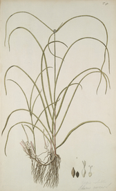 精美绘画草本植物图谱