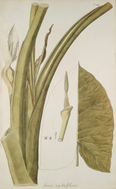 精美绘画草本植物图谱