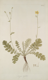 精美绘画草本植物图谱