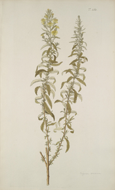 精美绘画草本植物图谱