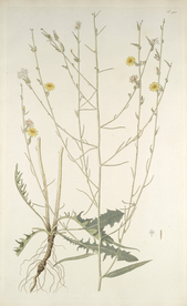 精美绘画草本植物图谱