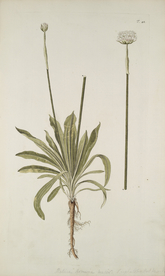 精美绘画草本植物图谱