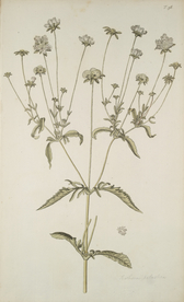 精美绘画草本植物图谱