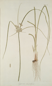 精美绘画草本植物图谱