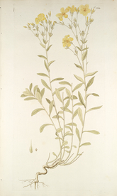 精美绘画草本植物图谱