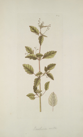 精美绘画草本植物图谱