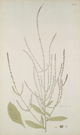 精美绘画草本植物图谱