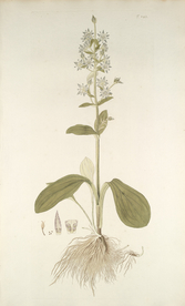 精美绘画草本植物图谱