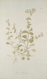 精美绘画草本植物图谱