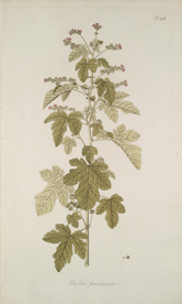 精美绘画草本植物图谱