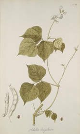 精美绘画草本植物图谱