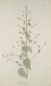 精美绘画草本植物图谱