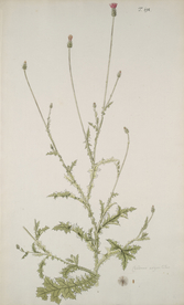 精美绘画草本植物图谱