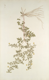 精美绘画草本植物图谱