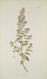 精美绘画草本植物图谱