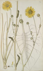 精美绘画草本植物图谱