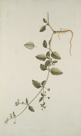 精美绘画草本植物图谱