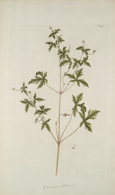 精美绘画草本植物图谱