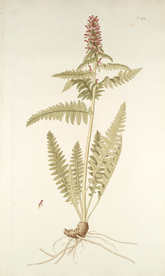 精美绘画草本植物图谱