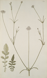 精美绘画草本植物图谱