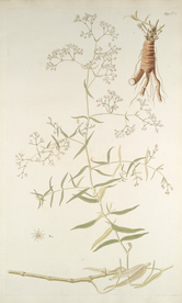 精美绘画草本植物图谱