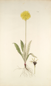 精美绘画草本植物图谱