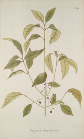 精美绘画草本植物图谱