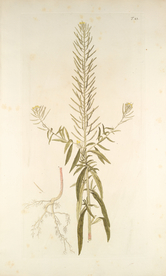 精美绘画草本植物图谱