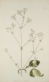 精美绘画草本植物图谱