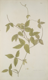 精美绘画草本植物图谱