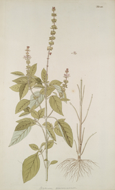 精美绘画草本植物图谱