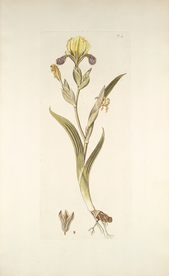 精美绘画草本植物图谱