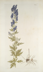 精美绘画草本植物图谱