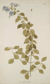 精美绘画草本植物图谱