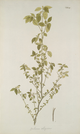 精美绘画草本植物图谱